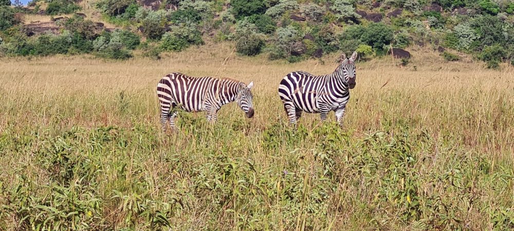 Uganda Birding Safaris tours