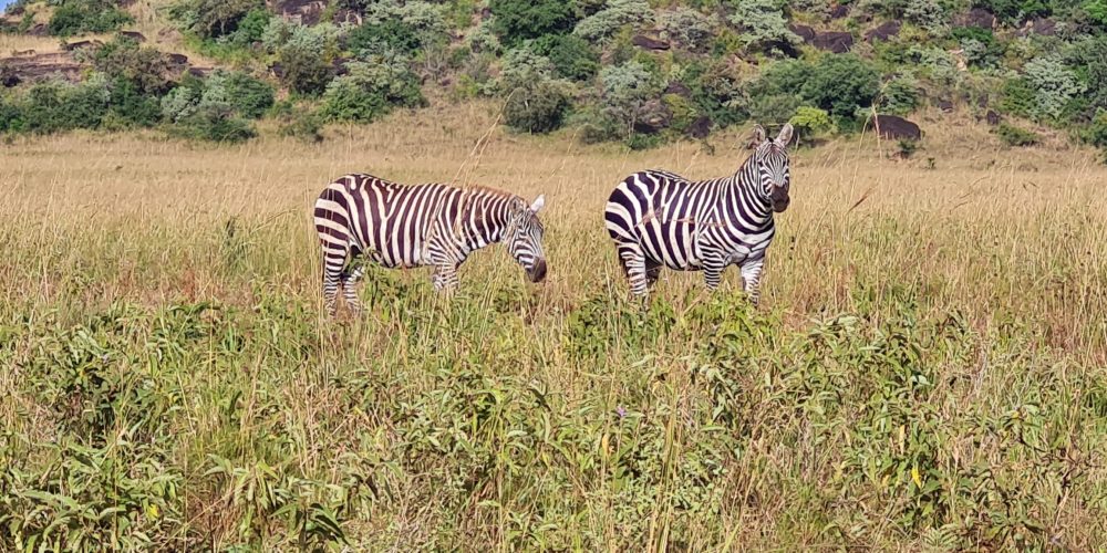 Uganda Birding Safaris tours