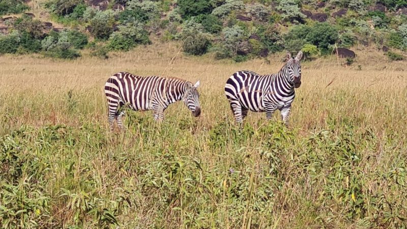 Uganda Birding Safaris tours