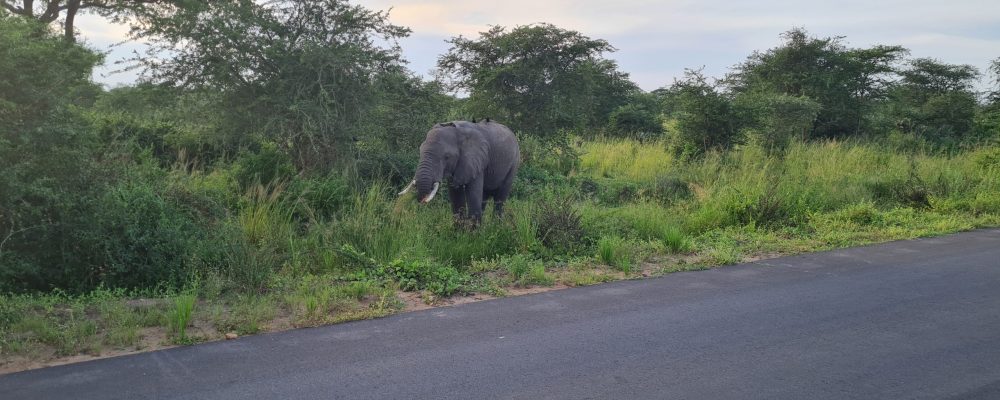 Uganda Safaris Tour