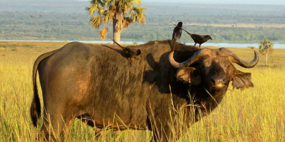 Africa Ultimate Tours