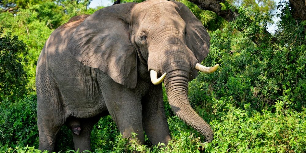 Uganda Wildlife Safaris