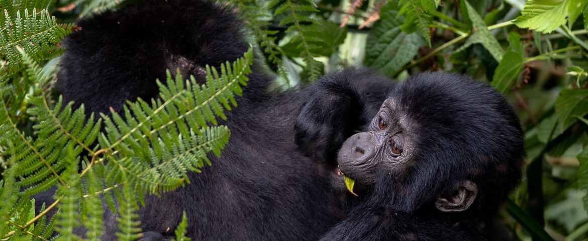 Mountain Gorilla Trekking in Africa