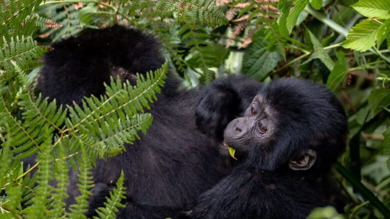 Mountain Gorilla Trekking in Africa