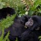 Mountain Gorilla Trekking in Africa