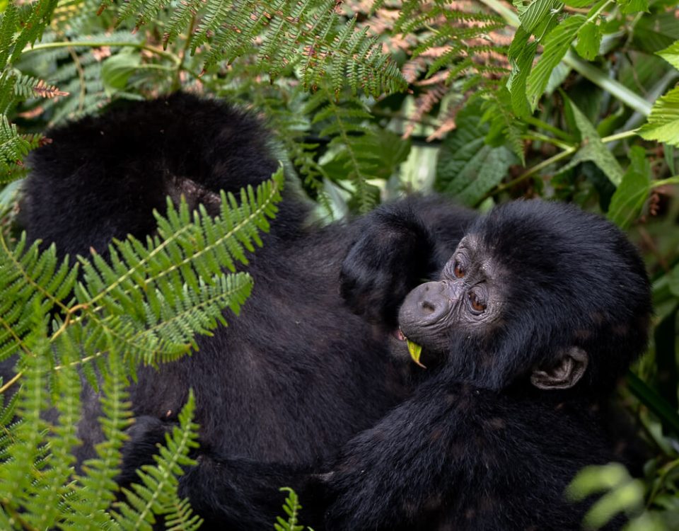 Mountain Gorilla Trekking in Africa