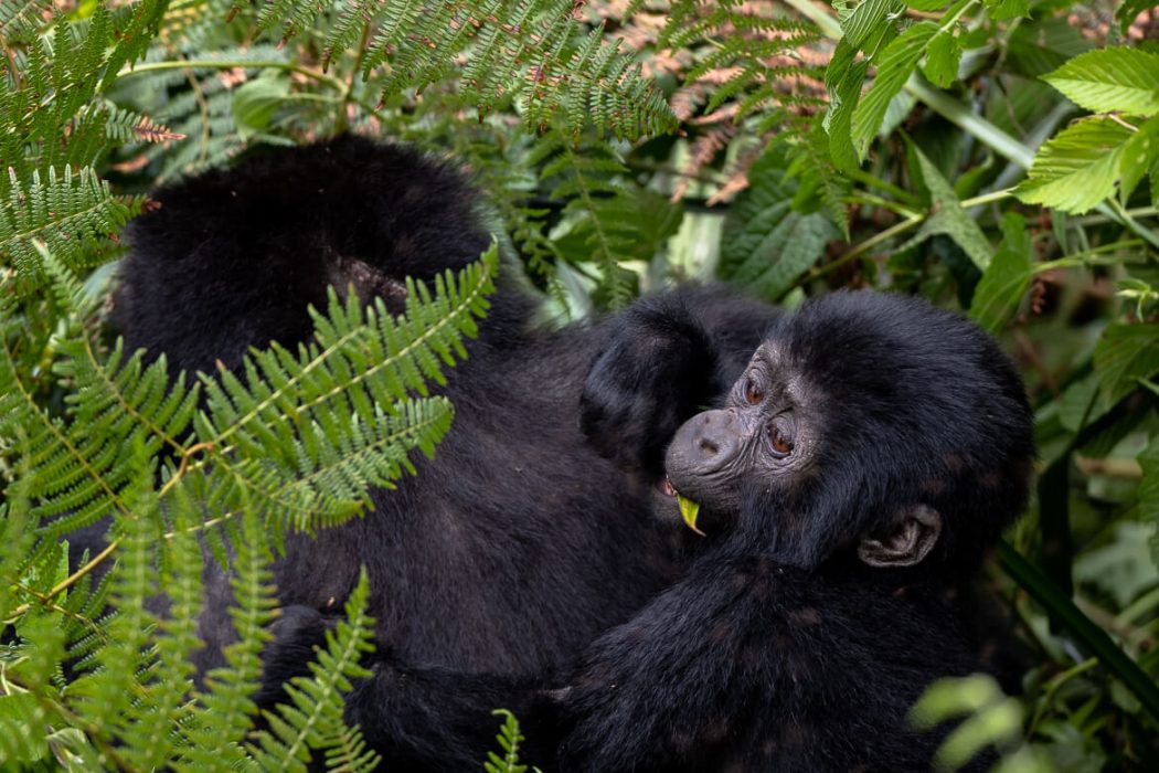 Mountain Gorilla Trekking in Africa