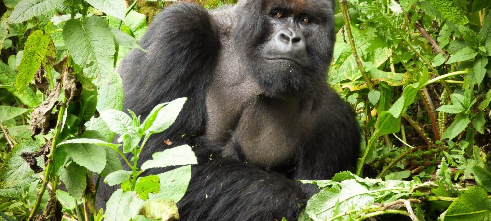 Rwanda Safaris Tour