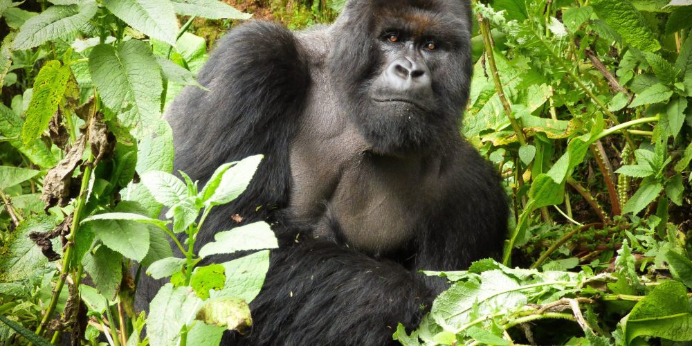 Rwanda Safaris Tour