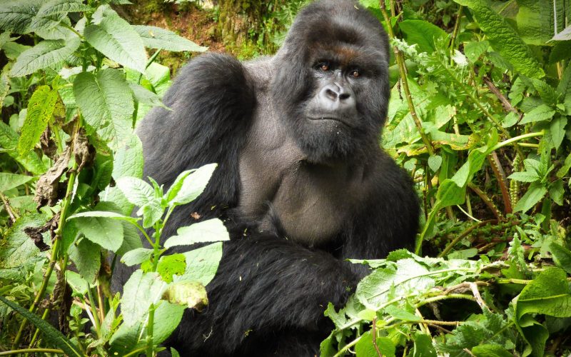 Rwanda Safaris Tour