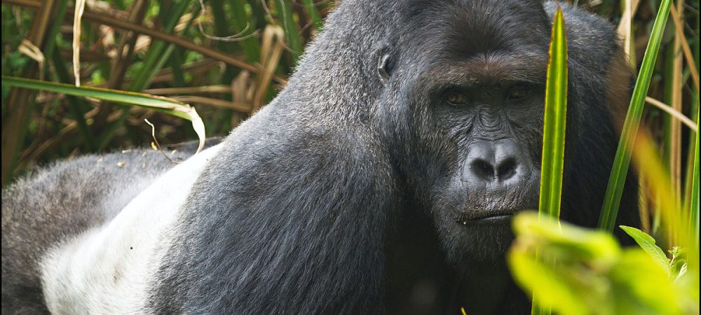 Rwanda Gorilla Tour