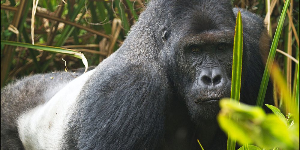 Rwanda Gorilla Tour