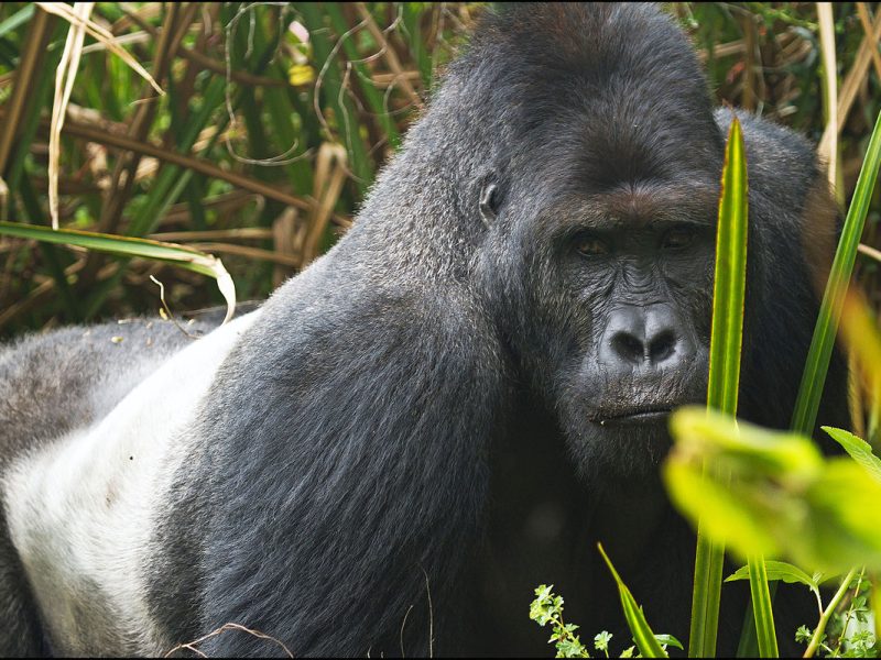 Rwanda Gorilla Tour