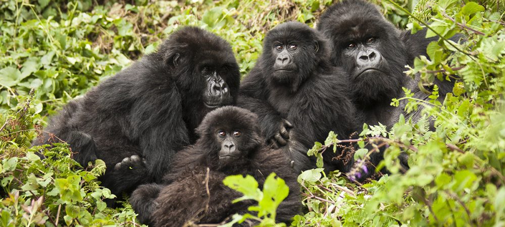 Rwanda Gorilla Safaris tour
