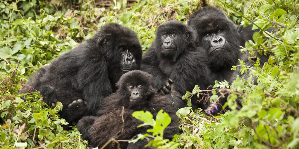 Rwanda Gorilla Safaris tour