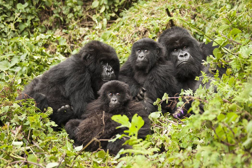 Rwanda Gorilla Safaris tour