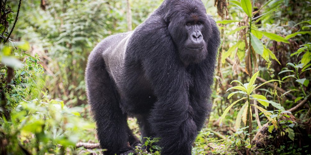 Rwanda Gorilla Safaris Trip