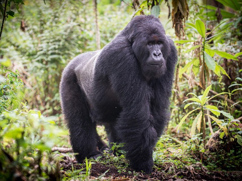 Rwanda Gorilla Safaris Trip