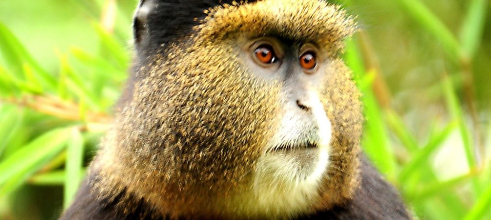 Rwanda Safaris Tour