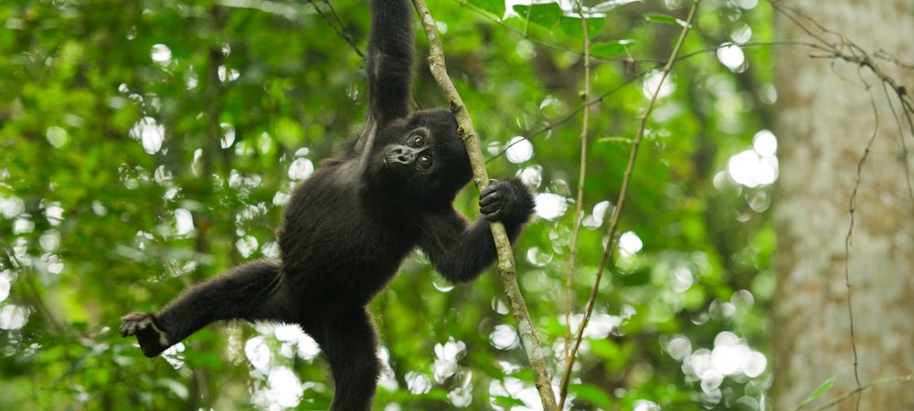 Best time for gorilla trekking in Uganda  