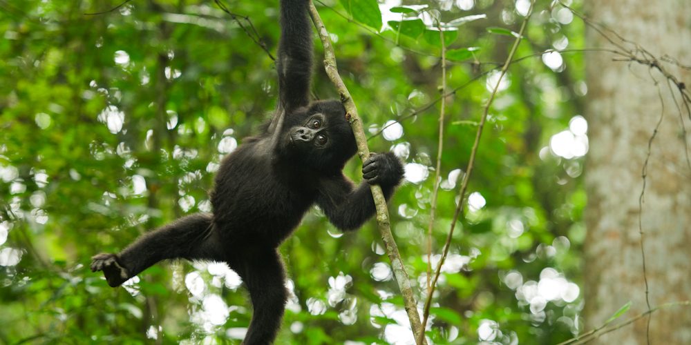 Best time for gorilla trekking in Uganda  