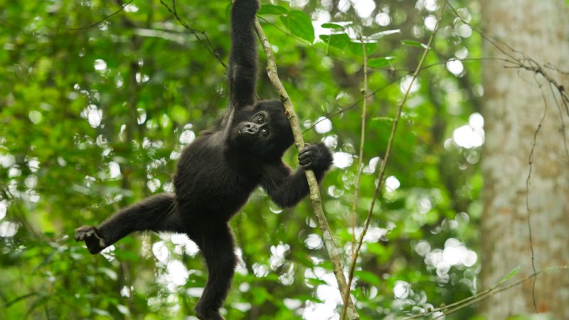 Best time for gorilla trekking in Uganda  