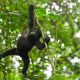 Best time for gorilla trekking in Uganda  