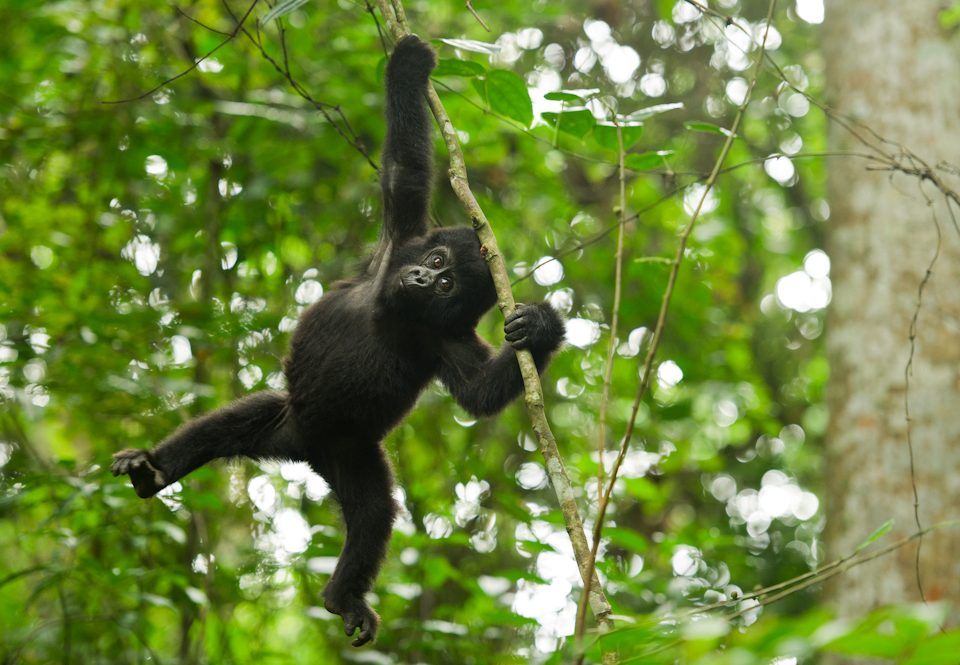 Best time for gorilla trekking in Uganda  