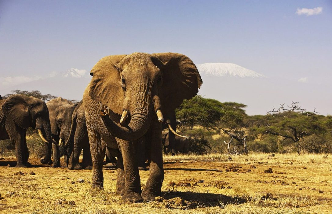 TANZANIA SAFARIS