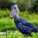 Bird watching in Uganda