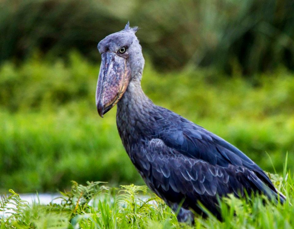 Mabamba Wetland Excursions