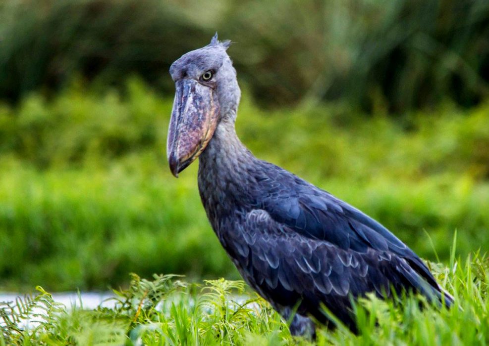 Mabamba Wetland Excursions