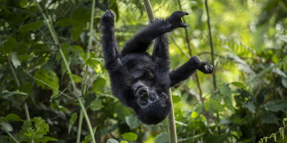 Top tours in Uganda