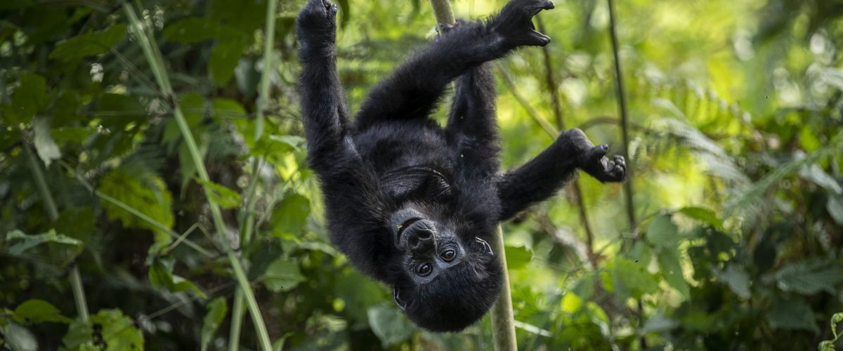 Top senior tours in Uganda