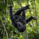 Top tours in Uganda