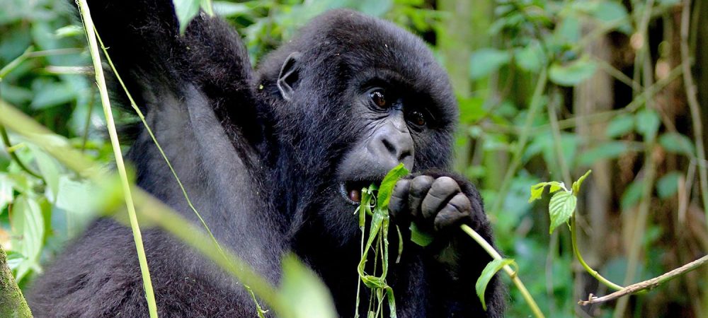 Best time for gorilla trekking in Mgahinga Gorilla National Park
