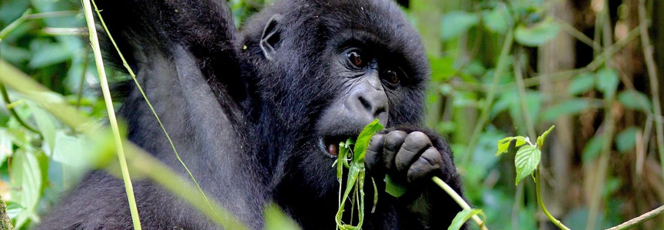 Best time for gorilla trekking in Mgahinga Gorilla National Park