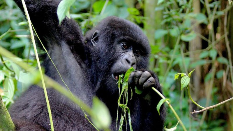 Best time for gorilla trekking in Mgahinga Gorilla National Park