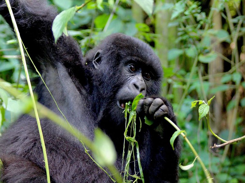 Best time for gorilla trekking in Mgahinga Gorilla National Park