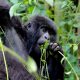 Best time for gorilla trekking in Mgahinga Gorilla National Park