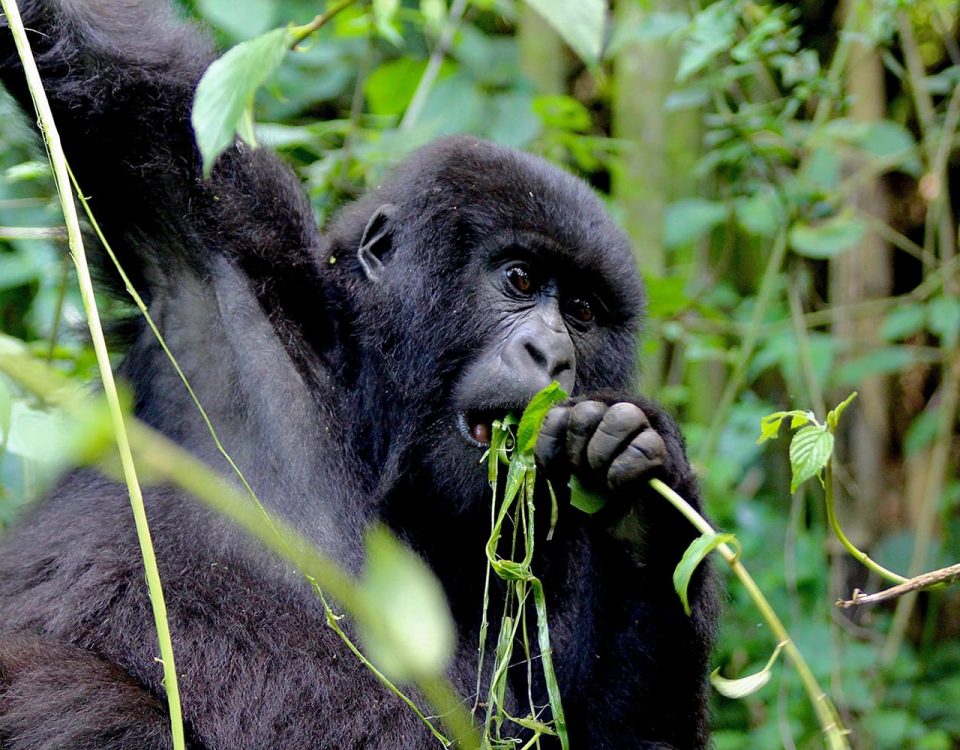 Best time for gorilla trekking in Mgahinga Gorilla National Park