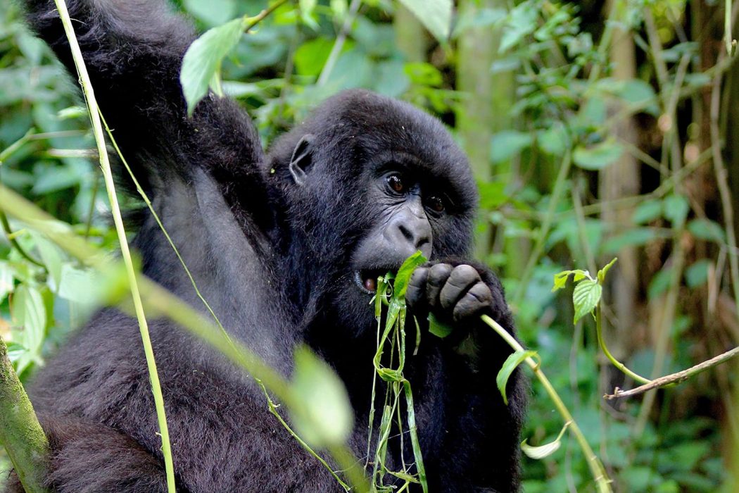 Best time for gorilla trekking in Mgahinga Gorilla National Park