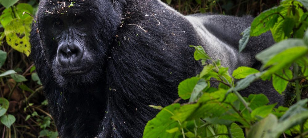 Mountain Gorilla Trekking in Africa