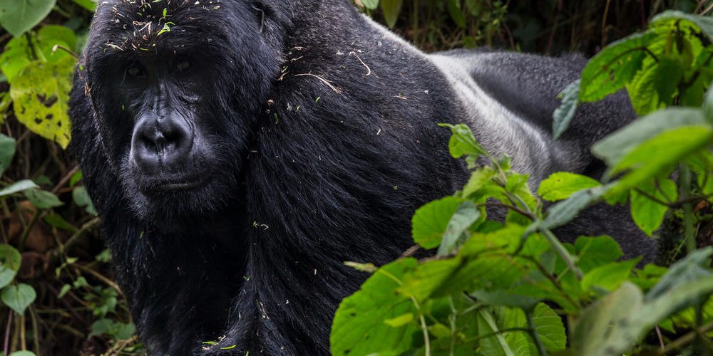 Mountain Gorilla Trekking in Africa
