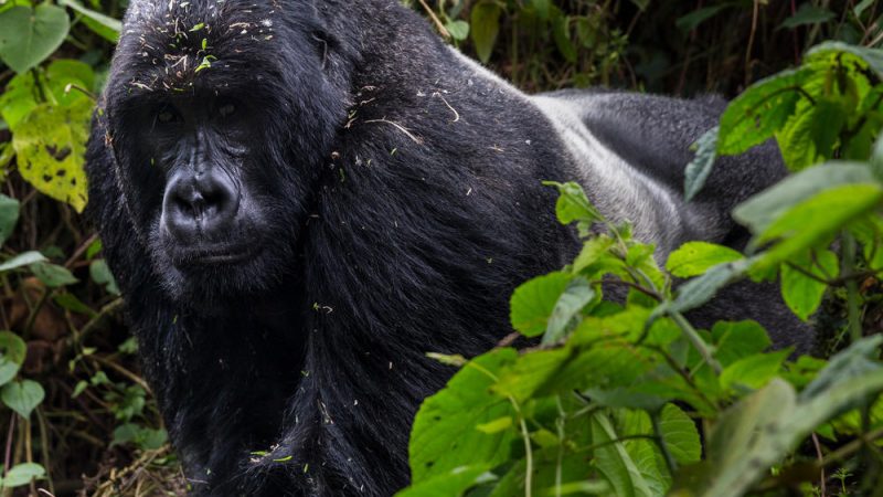Mountain Gorilla Trekking in Africa