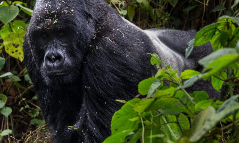 Mountain Gorilla Trekking in Africa