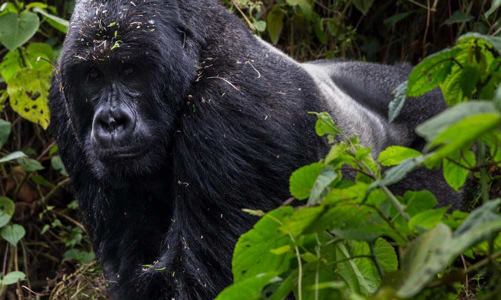 Congo Uganda Rwanda Safari