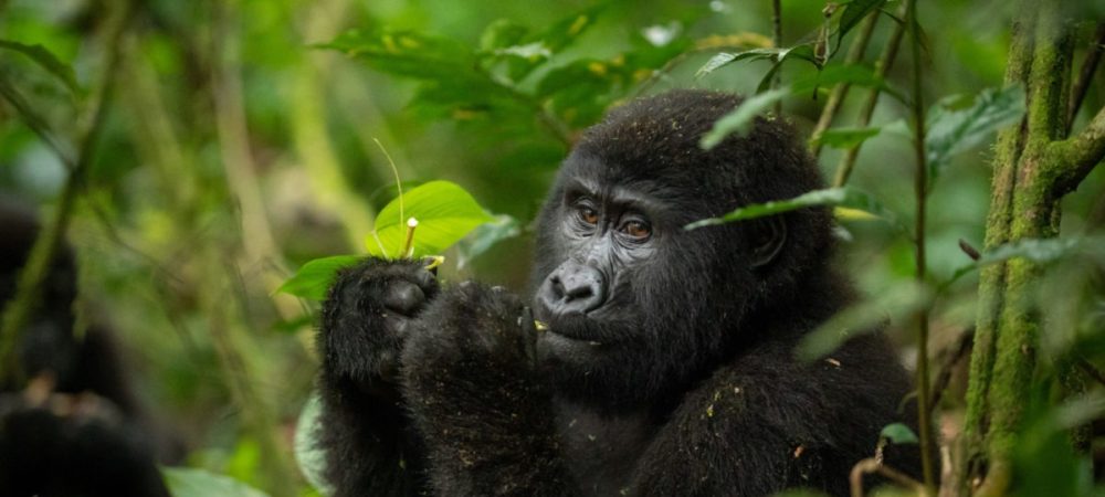 Best time for gorilla trekking in Uganda  