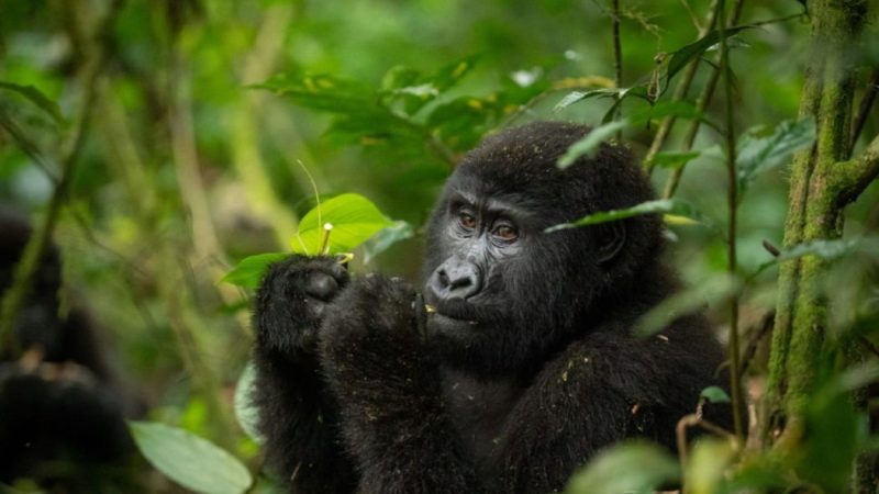 Best time for gorilla trekking in Uganda  