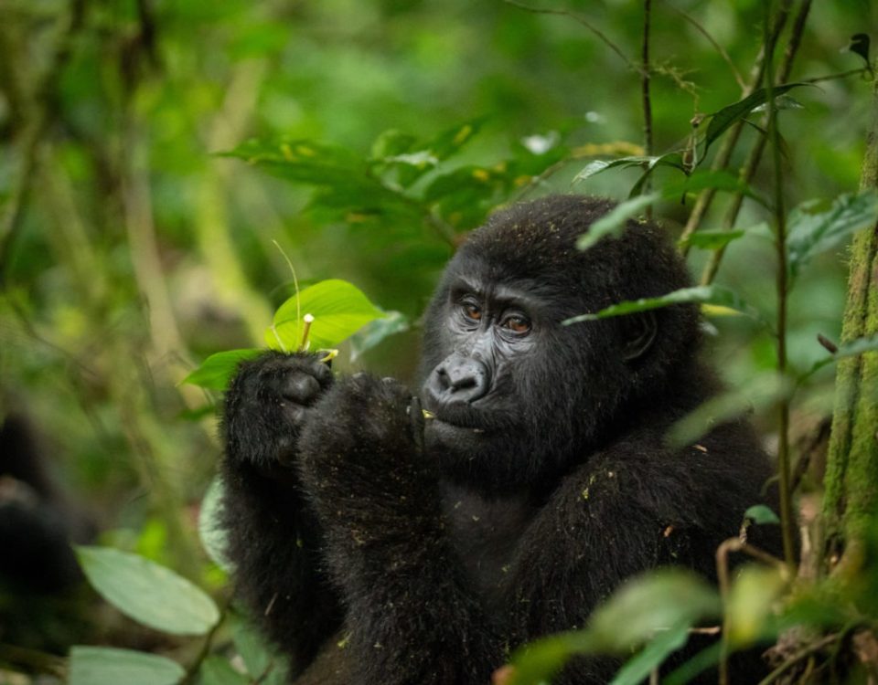 Best time for gorilla trekking in Uganda  